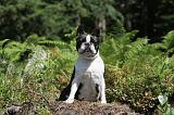 BOSTON TERRIER 030